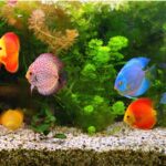 10 preguntas clave para dominar los acuarios de peces exóticos