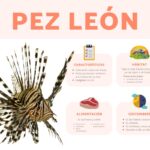 Alimentación perfecta para el pez león: consejos y opciones saludables