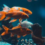 Aprende a cuidar y prolongar la vida de tus peces exóticos en cautiverio
