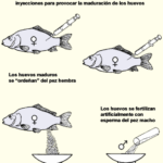 Beneficios de la reproducción artificial en peces exóticos: Mejora genética y control reproductivo