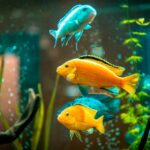 Beneficios educativos y conservación en nuestro acuario comunitario: descubre peces exóticos