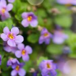 Beneficios y propiedades de la Bacopa: todo lo que necesitas saber