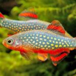 Características asombrosas de los peces rasbora en acuarios