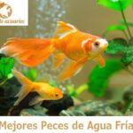 Cómo criar peces de agua fría subtropical de forma saludable y feliz