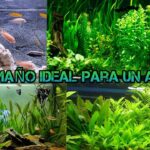 Consejos: el tamaño ideal del acuario para peces exóticos de agua dulce