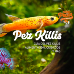 Consejos expertos para alimentar peces tropicales y killis