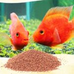 Consejos para alimentar peces exóticos con alimentos vivos y mantener su salud