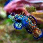 Consejos para criar peces mandarín en cautiverio de forma eficaz