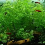 Consejos para cuidar plantas acuáticas en acuarios de peces exóticos