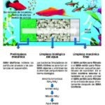 Consejos para el cuidado de peces exóticos en acuarios asiáticos: pH y mantenimiento experto