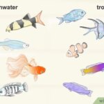Consejos para garantizar agua de calidad y cuidar peces de agua dulce