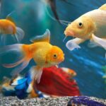 Consejos para la compatibilidad de peces de agua dulce: mantén tus peces exóticos juntos o separados
