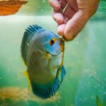 Consejos para la dieta de peces exóticos en tu acuario comunitario