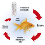 Consejos para la temperatura ideal de peces exóticos en tu acuario
