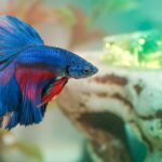 Consejos para limpiar y cuidar tu acuario y peces tropicales