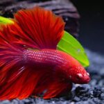 Cuida tus peces betta con el acuario ideal: tamaño óptimo para su bienestar