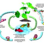 Cuidado de acuario comunitario: guía para peces exóticos
