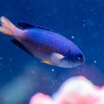 Cuidado de peces damisela en acuario: requisitos esenciales