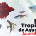 Cuidados y ambiente para peces exóticos de agua dulce de Asia: aprende cómo