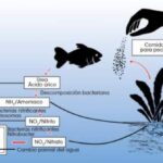 Descubre el significado del ciclado en tu acuario de peces exóticos