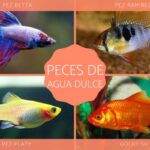 Descubre las especies de peces tropicales y killis para tu acuario