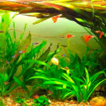 Descubre los beneficios de la Vallisneria en tu acuario: salud y estética para tus peces exóticos