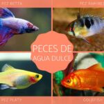 Descubre los peces de agua salada más exóticos y coloridos de Asia