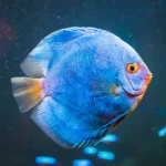 Descubre peces exóticos cautivadores en acuarios comunitarios de Asia