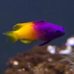 Descubre peces exóticos de agua salada de África para tu acuario