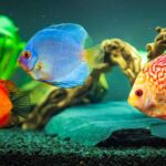 Descubre peces exóticos para tu acuario comunitario y dale color