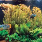 Diferencias de esperanza de vida en peces tropicales cautivos