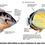 Diferencias entre peces de agua dulce y marinos: adaptaciones y características