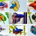 Diferencias entre peces exóticos y endémicos: guía para cuidar y adaptar