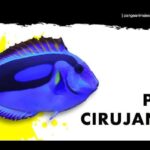Distingue y clasifica pez cirujano en este artículo completo