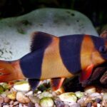Domina la cría de peces exóticos de Asia en tu acuario: ¡Aprende cómo!