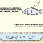 El impacto del agua en la cría y reproducción de peces exóticos