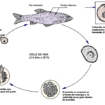 Enfermedades del sistema nervioso en peces: efectos y soluciones