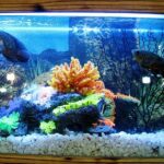 Equipos y decoración esenciales para acuario de peces exóticos