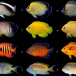 Explora los impresionantes colores y patrones de los peces ángel en nuestra guía