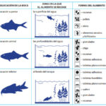 Guía completa: Alimentación para peces exóticos durante la cuarentena