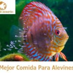 Guía completa: Alimentación saludable para alevines de peces exóticos