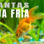 Guía completa: Beneficios de las plantas vivas en acuarios de peces exóticos