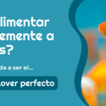 Guía completa de alimentos para peces exóticos y consejos