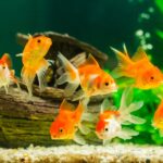 Guía completa de cuidados para peces de agua salada: salud y bienestar
