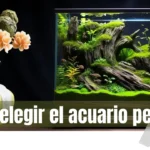 Guía completa para elegir y mantener el acuario perfecto de peces tropicales