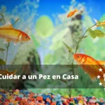 Guía fácil: Dieta perfecta para peces de agua salada