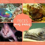 Guía fascinante de peces raros y poco comunes con imágenes