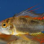 Identifica y soluciona la desnutrición en peces exóticos