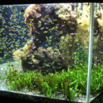 Impacto ambiental de peces exóticos en acuarios: perspectiva ecológica