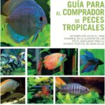 La guía completa de los peces tropicales más queridos como mascotas